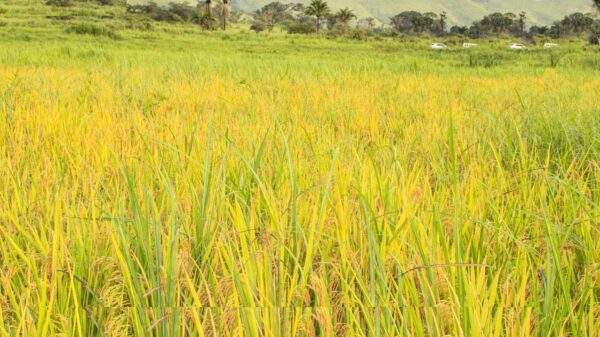 Administrador da Banga incentiva aposta no cultivo de arroz