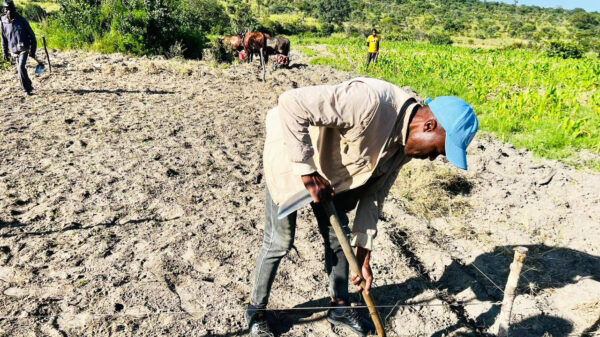 Agricultores de Chipindo ensaiam cultivo do trigo com apoio da FAO