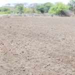 Camponeses da zona agrícola do Tumpu esperam colher mais de 130 toneladas