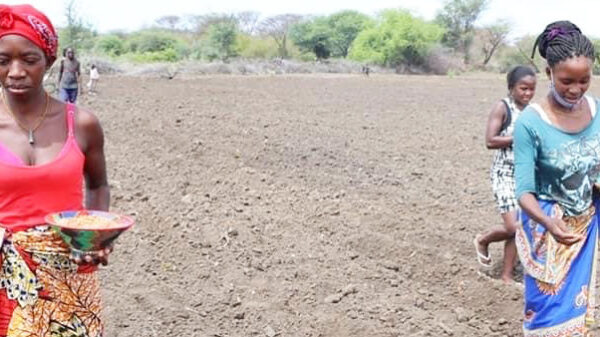 Camponeses da zona agrícola do Tumpu esperam colher mais de 130 toneladas