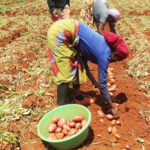 FADA financia 1.800 projectos agrícolas no país