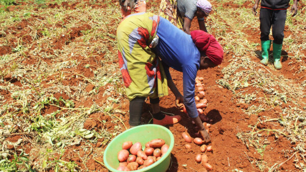 FADA financia 1.800 projectos agrícolas no país