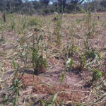 Manada de elefantes destrói campos agrícolas na Cerca