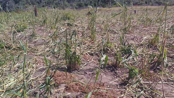 Manada de elefantes destrói campos agrícolas na Cerca