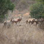 Parque da Quiçama torna-se na primeira reserva de biosfera de Angola