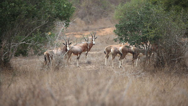 Parque da Quiçama torna-se na primeira reserva de biosfera de Angola