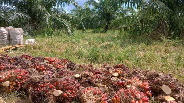 Fábrica produz 40 toneladas de óleo de palma em Cambambe