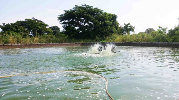 Governo investe mais de USD 900 milhões na revitalização da aquicultura em cinco províncias