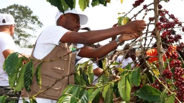 País prevê colher mais de oito mil toneladas de café este ano