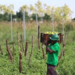 Agricultores abandonam campos em aldeia de Cabo Delgado receando terroristas