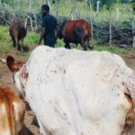 Dermatite nodular provoca morte de mais de 800 cabeças de gado bovino no Cunene