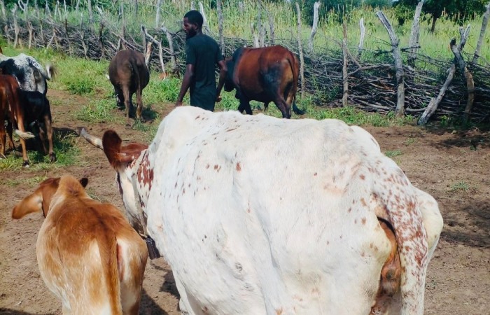 Dermatite nodular provoca morte de mais de 800 cabeças de gado bovino no Cunene