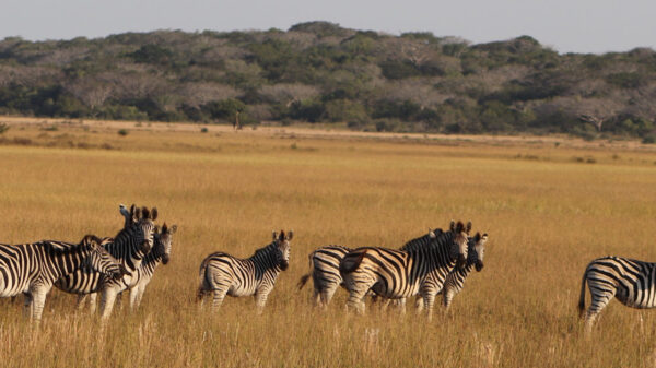 CPLP apoia candidatura do Parque Nacional de Maputo a património mundial da Unesco