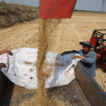Seca castiga cinturão de trigo da China, reduzindo colheitas para alguns produtores