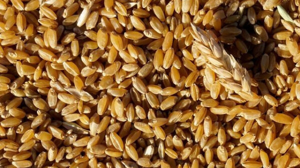 UE impõe à Ucrânia tarifas agrícolas anteriores à guerra