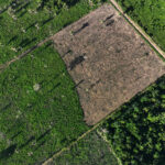 Desmatamento na Amazônia dispara 92% em maio em relação ao ano passado