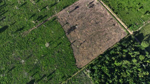 Desmatamento na Amazônia dispara 92% em maio em relação ao ano passado