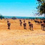 Fazenda do Cuvango projecta-se como maior reserva natural privada do país