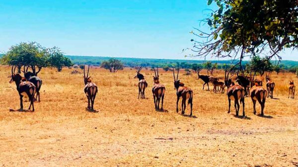 Fazenda do Cuvango projecta-se como maior reserva natural privada do país