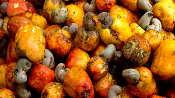 Guiné-Bissau prepara envio de 130 mil toneladas de castanha de caju para mercados como a Índia.