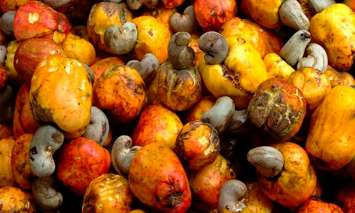 Guiné-Bissau prepara envio de 130 mil toneladas de castanha de caju para mercados como a Índia.