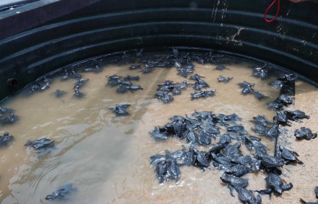 Projecto Kitabanga instala sinalização de protecção das tartarugas na Hogiua