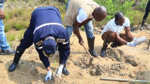 Soyo planta mais de mil pés de mangues