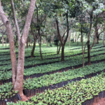 Moçambique sonha em estar entre os principais produtores de café do continente
