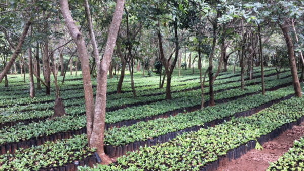 Moçambique sonha em estar entre os principais produtores de café do continente
