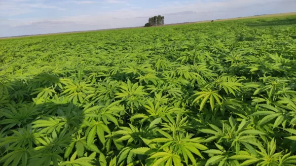 Canábis é a droga mais consumida em África e presença de cocaína e opioides aumenta