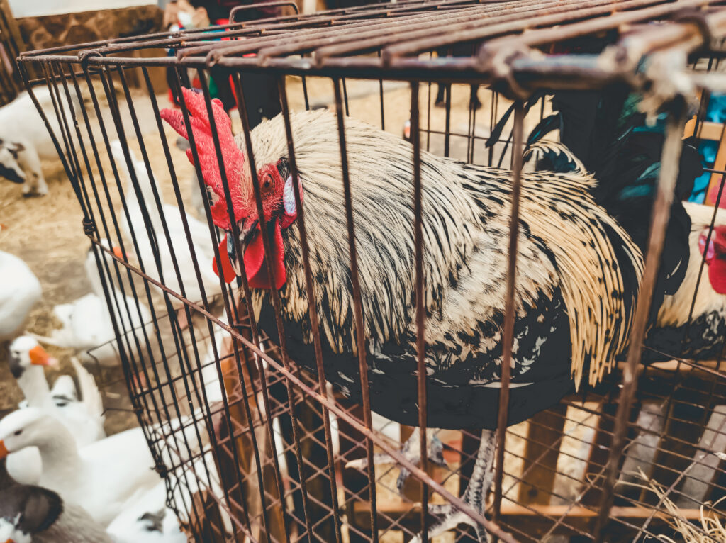 China amplia embargo e proíbe importações de frango e derivados do Brasil após caso de gripe aviária.