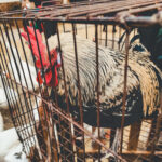 China amplia embargo e proíbe importações de frango e derivados do Brasil após caso de gripe aviária.