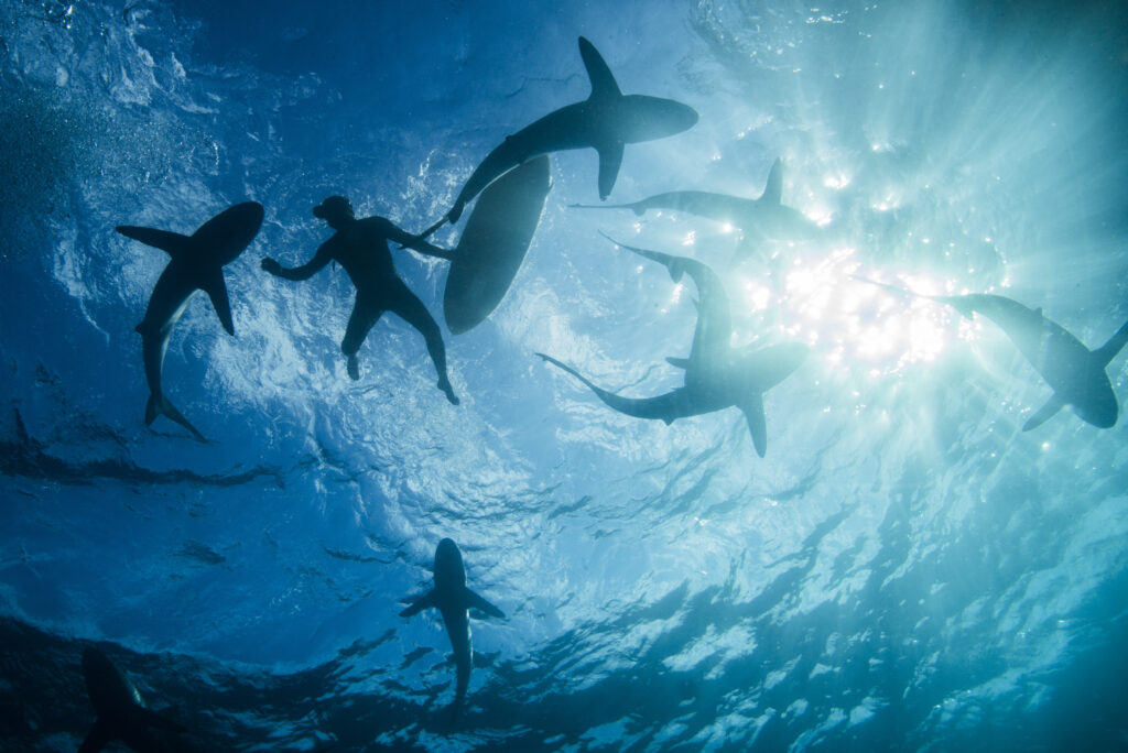 Levantamento identifica mais de 700 tubarões e raias em Cabo Verde e destaca importância da proteção da biodiversidade marinha.