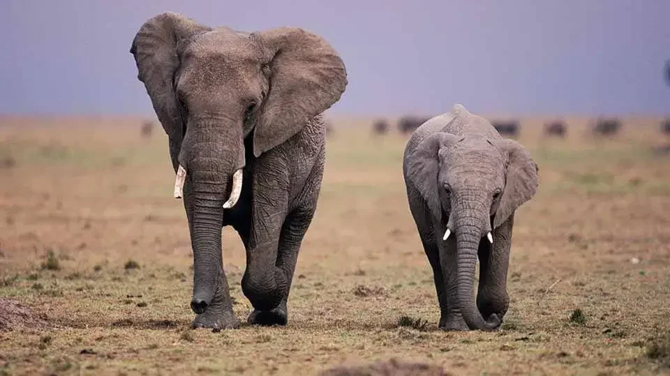 Angola ainda regista abate de elefantes devido a caça furtiva para obter marfim