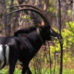 População de palancas cresceu em reserva natural da província angolana de Malanje