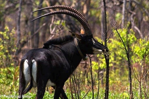 População de palancas cresceu em reserva natural da província angolana de Malanje